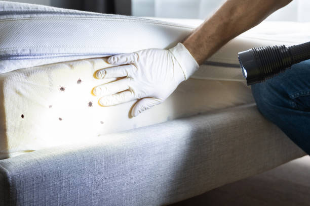 Best Residential Pest Control  in Aspermont, TX