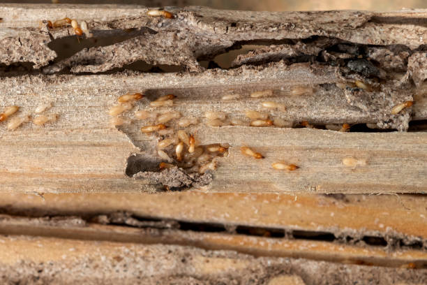 Best Local Pest Control Services  in Aspermont, TX